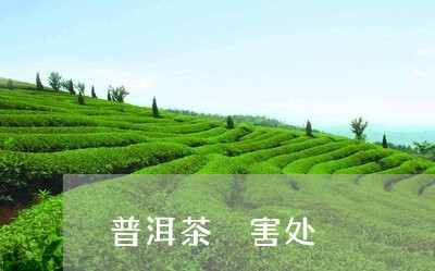 普洱茶 害处/2023042882552